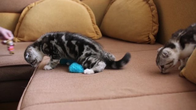 Skottish fold cat