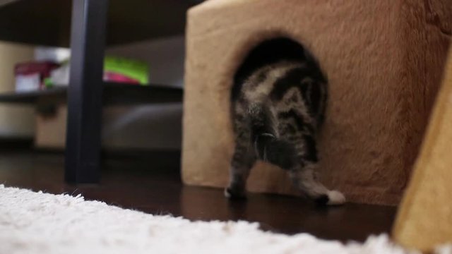 Skottish fold cat