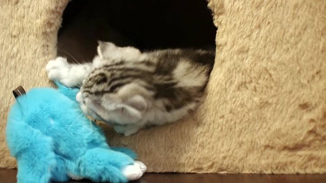 Skottish fold cat