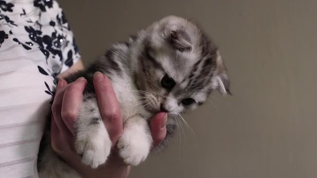 Skottish fold cat