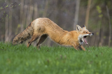Female red fox hunting in spring