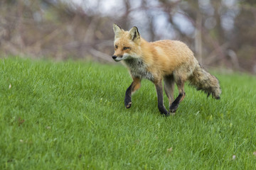 Female red fox hunting in spring