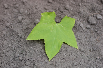 Leaf of a tree on a sandy ground. Autumnal scenery in the park.