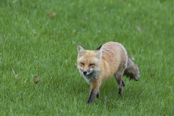 Female red fox hunting in spring