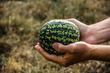 Watermelon in men's hands. Small organic watermelon in hand