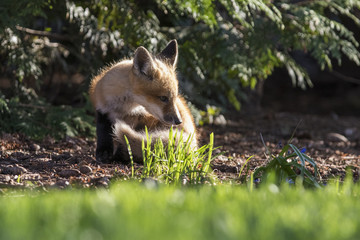 red fox kits in spring