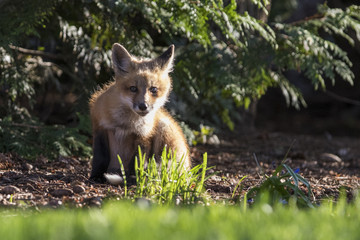 Naklejka na ściany i meble red fox kits in spring