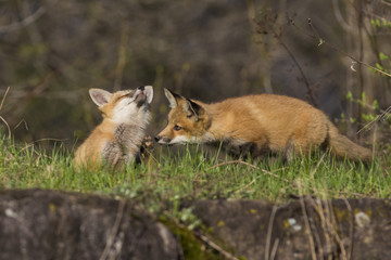 Fototapeta premium red fox kits in spring
