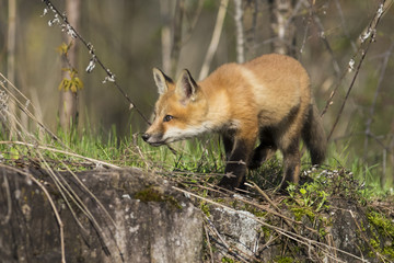 red fox kits in spring