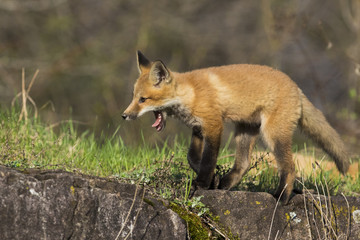 Naklejka na ściany i meble red fox kits in spring