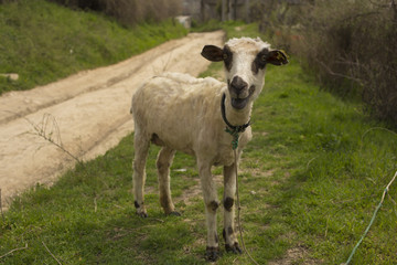 Sheep grazing in a meadow on a leash.  Trimmed animals bleat.  Livestock in the villages of Europe.