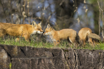 Female red fox with kits