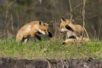 red fox kits in spring
