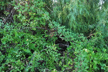 Picking Blackberries