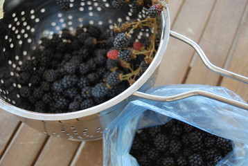 Freshly Picked Blackberries
