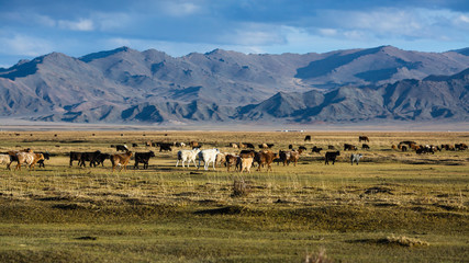 Landscape of the steppe and mountains in Western Mongolia.