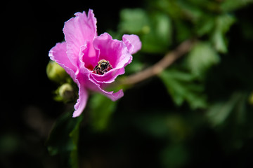 Obraz premium Flower