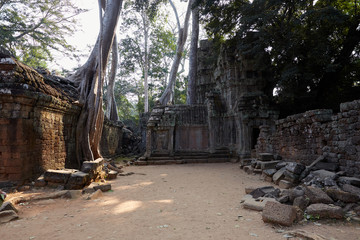 캄보디아 씨엠립의 타프롬사원