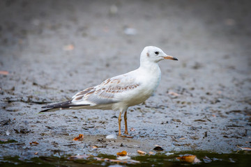 River gull on coast of river