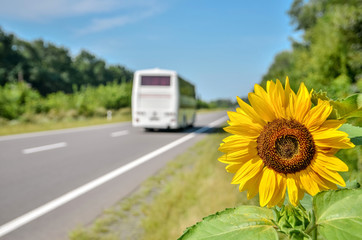 Sunflower growing at the road with blurred coach bus in background. Travel concept. Copy space.