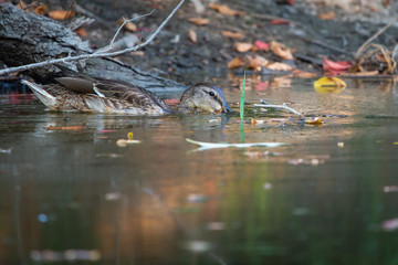 Male wild duck or Anas platyrhynchos swimming in the water. Mallard wild duck, Anas platyrhynchos floating on a lake.