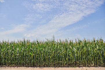 Ripe corn field close up.