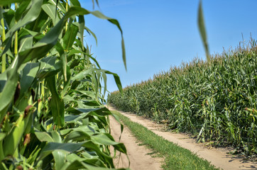 Obraz premium Road through corn fields. Close up.