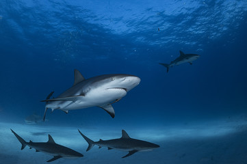Obraz na płótnie Canvas Caribbean Reef Shark Swimming underwater in Atlantic Ocean Bahamas