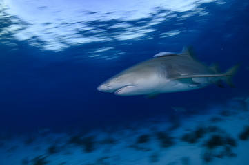 Lemon Shark Swimming underwater in Atlantic Ocean Bahamas