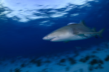 Fototapeta premium Lemon Shark Swimming underwater in Atlantic Ocean Bahamas