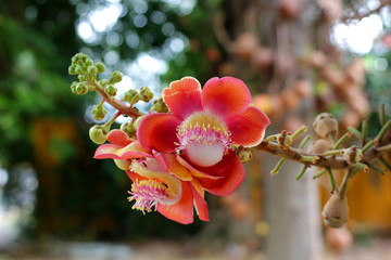 beautiful cannonball tree with nature background