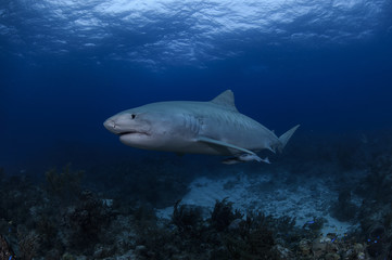 Fototapeta na wymiar Tiger Shark Swimming underwater in Atlantic Ocean Bahamas