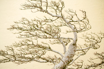 Bonsai Tree in Spring at the US National Arboretum in Washington DC USA