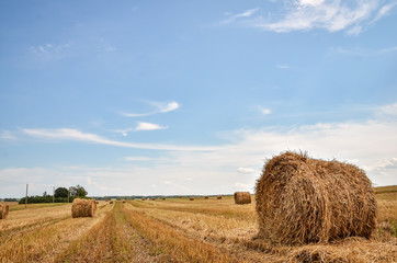 Field with straw bales. Close up.