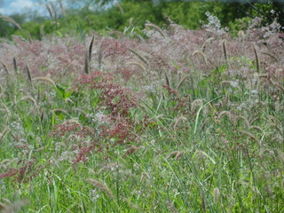 Pasto no Sertão