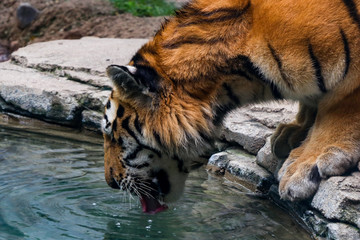 Tigers Drinking Water 