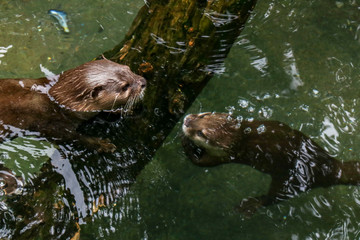 Otters Swimming Near Branch 
