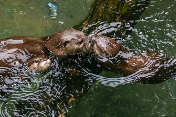 Otters Swimming Near Branch 