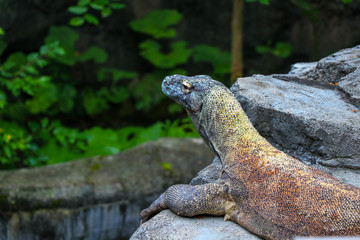 Kimono Dragon in the Sun 