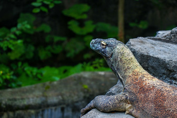 Kimono Dragon in the Sun 