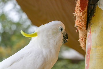 White Parakeet on Branch 