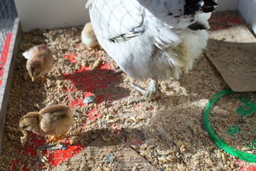 chicken with cub in the cage