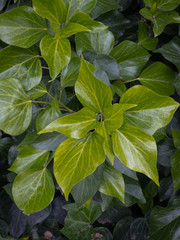 Full frame top down view of green ivy.
