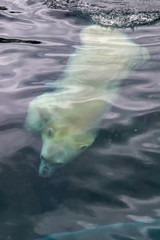 Naklejka premium Polar Bear in Water