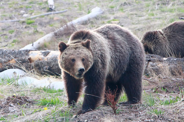 Obraz na płótnie Canvas Grizzly Bear in Yellowstone National Park, Wyoming