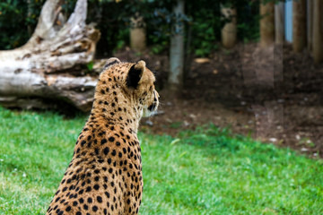 Cheetahs in the Sun