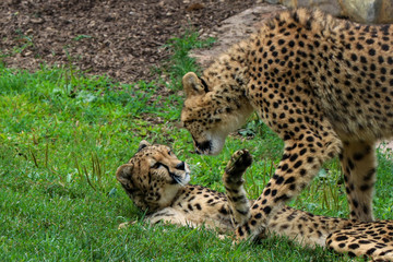 Cheetahs in the Sun