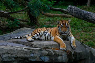 Tiger in Sunny Grass
