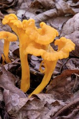 Young Chanterelle mushrooms growing in the forest during late summer at Yates Mill County Park in Raleigh North Carolina