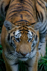 Fototapeta na wymiar Tiger in Sunny Grass